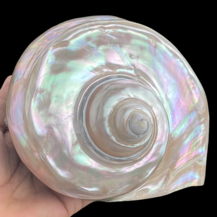 Gem of the Seas - Sea shell - Turbo Marmoratus - Special - Mother of Pearl Shell - Height: 210 mm - Width: 180 mm- 832 g