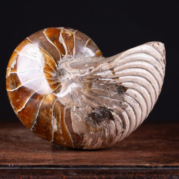 鸚鵡螺 - 動物化石 - Cymatoceras sp. - 16.5 cm