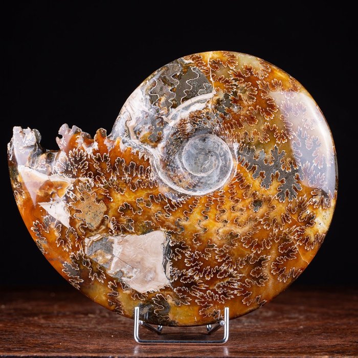 Ammonite - Sans matrice - Aioloceras (Cleoniceras) sp. - 20×17×5 cm