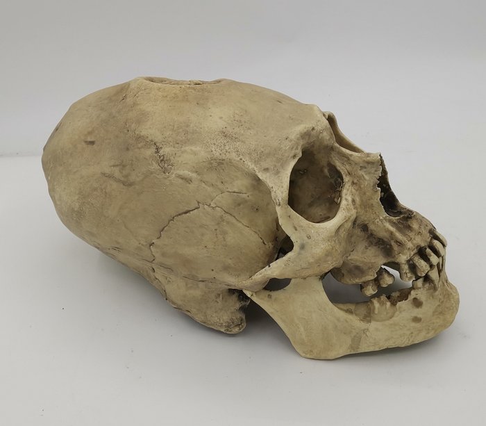 Nachbildung eines länglichen Mannes aus Nazca (Peru). Schädel - Homo sapiens - 14 cm - 13 cm - 26 cm- -
