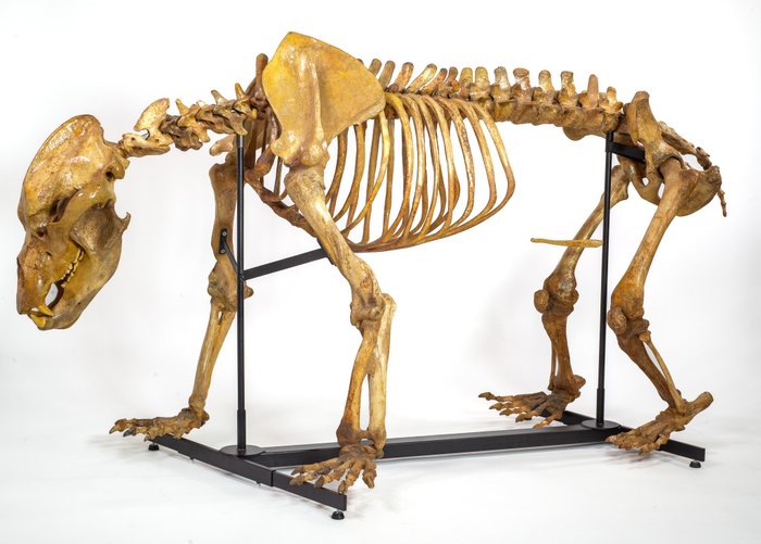 Cave Bear - Fossil skeleton - Ursus Spelaeus