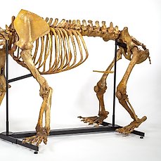 Holenbeer – Fossiel skelet – Ursus Spelaeus