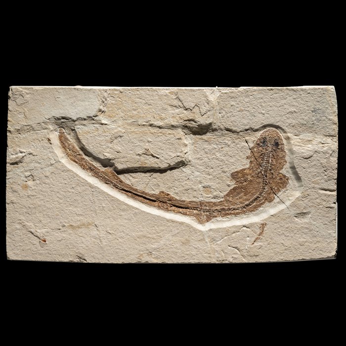 Fossiler Katzenhai mit sensationeller Hauterhaltung - Fossil-Matrix - Scyliorhinus sp. - 20 cm
