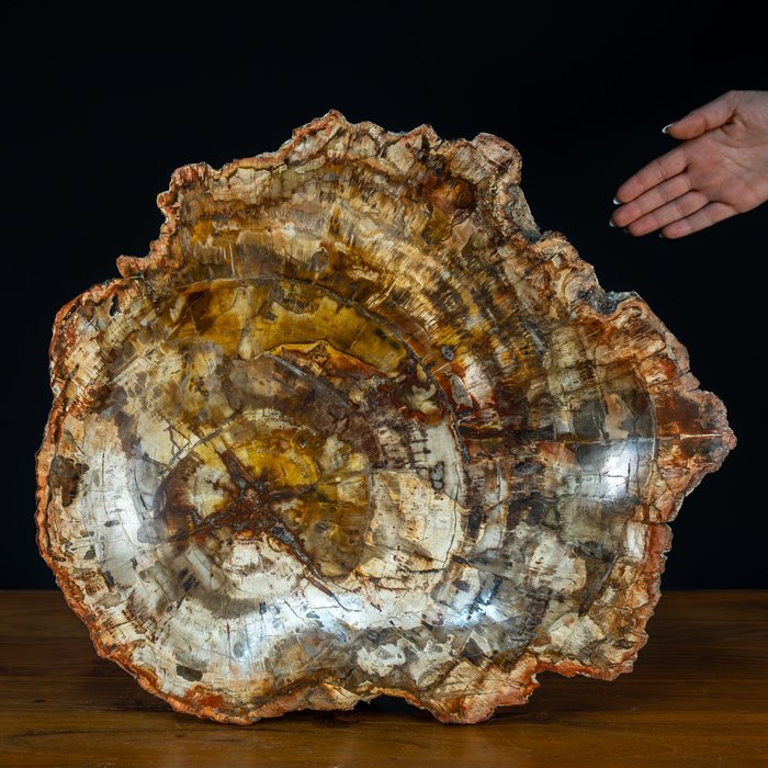 天然非凡石英手工抛光碗 硅化木- 12709.37 g
