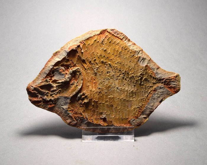 魚 - 動物化石 - Bobasatrania mahavavica - 12.1 cm