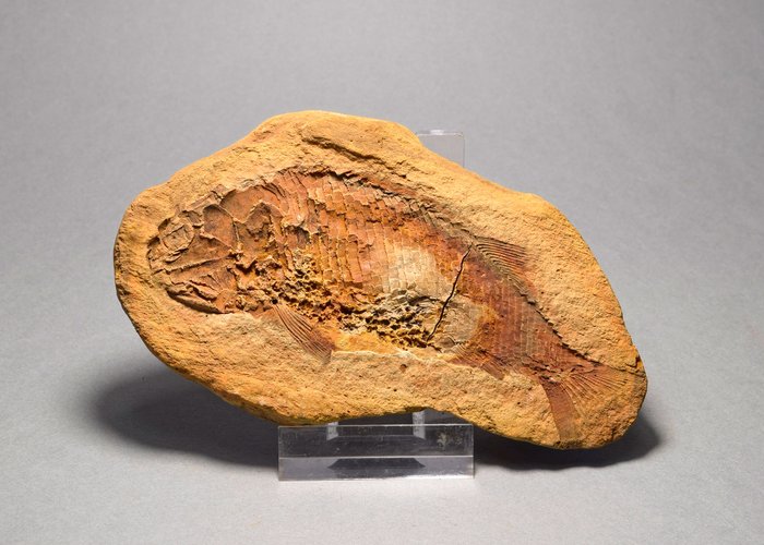 動物化石 - Parasemionotus sp. - 10.8 cm