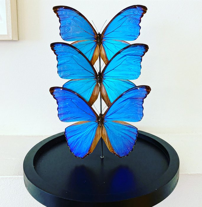 Farfalla Allestimento tassidermico a corpo intero - Morpho Didius - 30 cm - 20 cm - 20 cm - Specie non CITES - 1