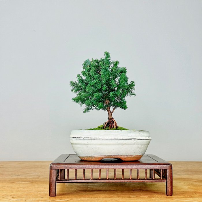 Solsypress-bonsai (hvit obtusa) - Høyde (tre): 16 cm - Dybde (tre): 16 cm - Portugal