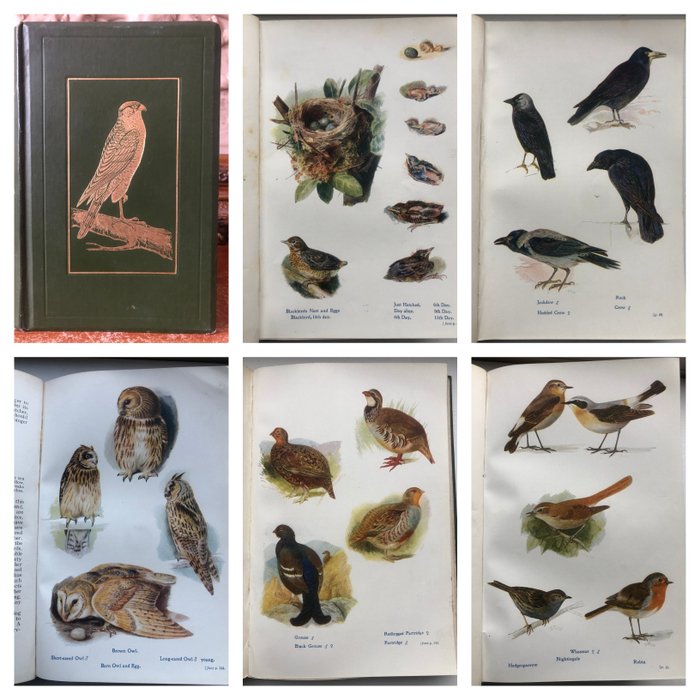 C.A Johns. - British Birds in their hunts. (64 coloured plates) - 1909