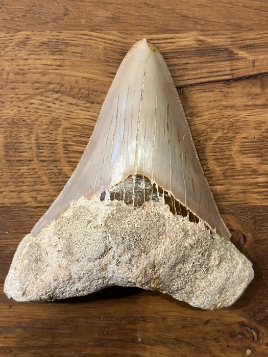 Jättestor Megalodon-tand 10,1 cm - Fossil tand - Carcharocles megalodon