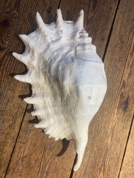 Giant Spider Conch Sea shell - Lambis truncata