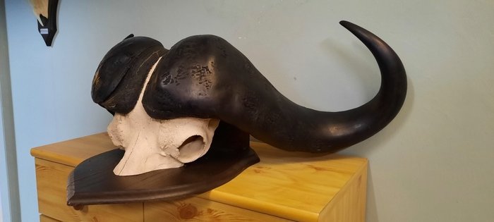 Trofeo Bufalo del Capo - Cranio di mammifero - Syncerus caffer caffer - 30 cm - 92 cm - 55 cm- Specie non CITES