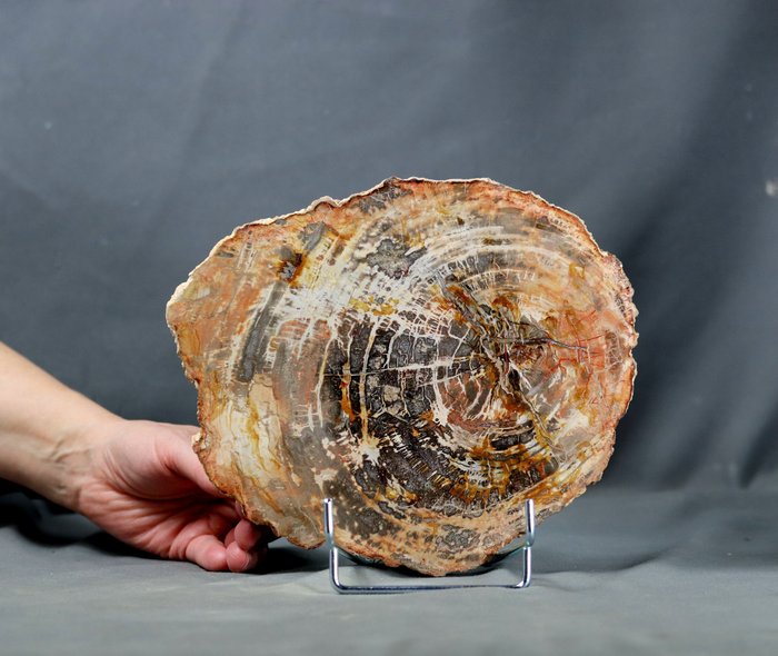 支架上的装饰木化石 - 抛光，颜色漂亮，尺寸合适 - 化石植物 - 22 cm - 19 cm