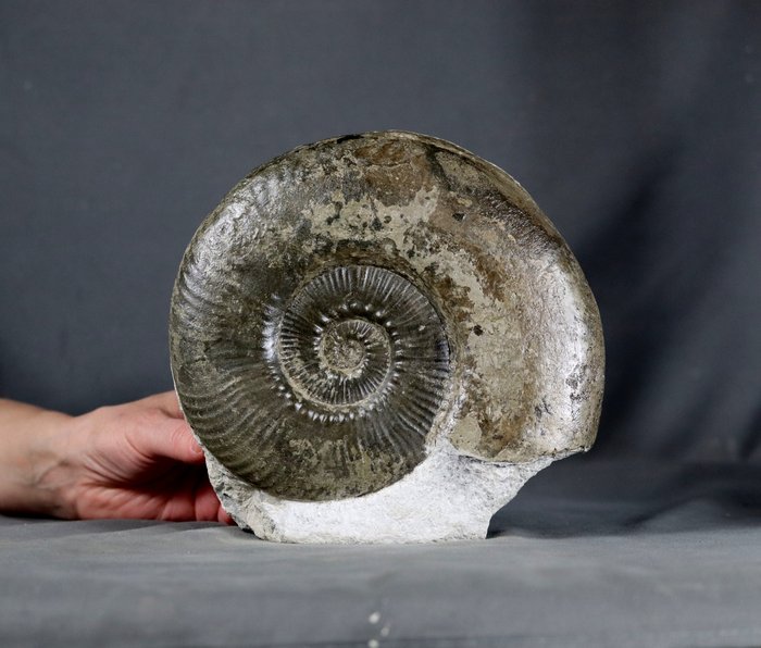 Hienoa ammoniittia itsestään seisovassa kivessä - Kivettynyt eläin - Haugia variabilis - 19.5 cm