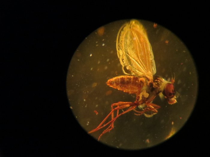 mouche parfaite aux couleurs préservées dans un cabochon d'ambre de la baltique clair - Ambre - 15.2 mm - 8.5 mm