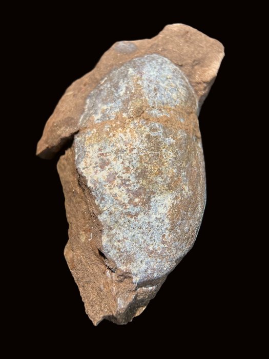 Pteraspis - Animal fosilizado - Jawless Fish - 103 mm - 63 mm
