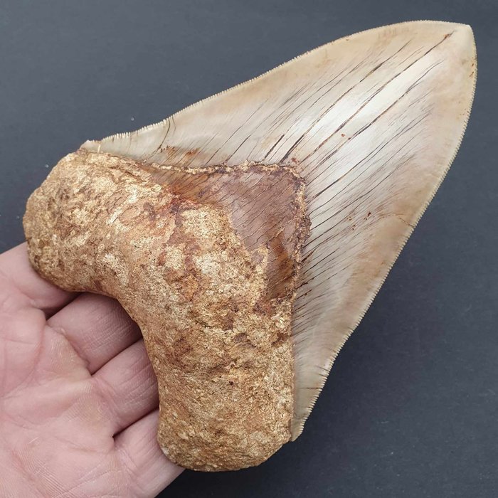 大品质巨齿鲨 - 牙齿化石 - Carcharocles megalodon