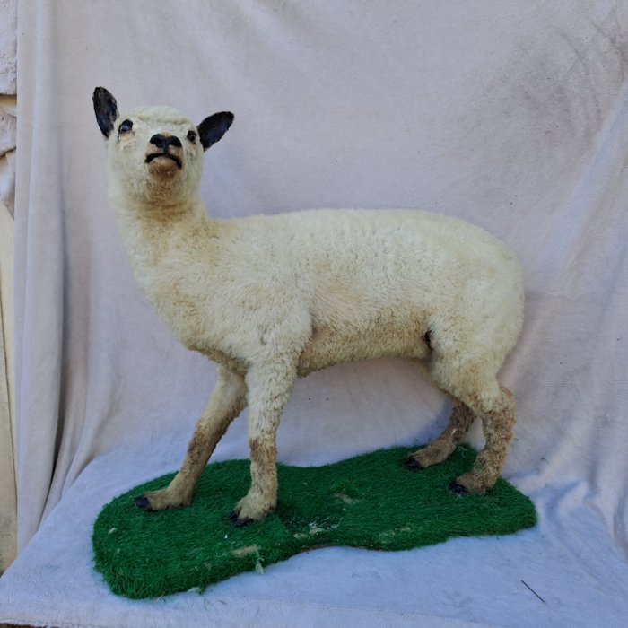 羊 - 动物标本剥制全身支架 - Ovis aries - 74 cm - 76 cm - 30 cm - 非《濒危物种公约》物种