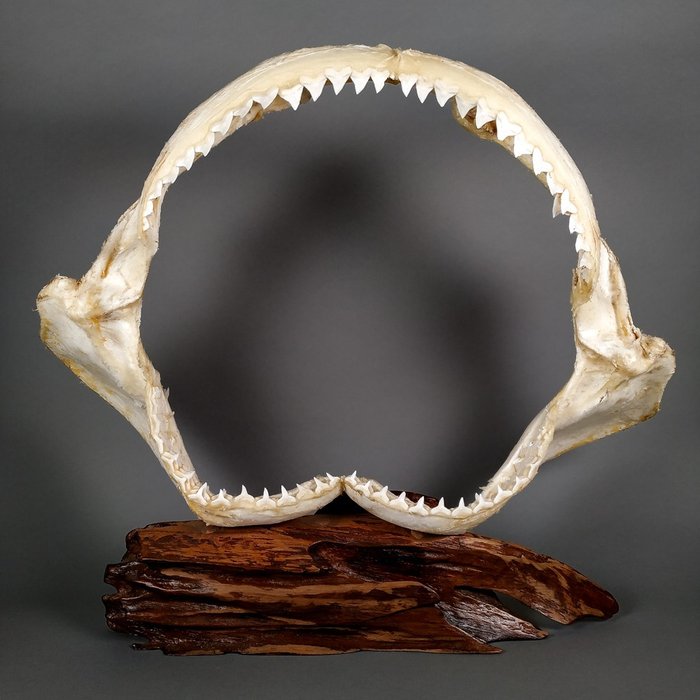 Stor Dusky Shark Kæbesæt - Carcharinus obscurus - 36 cm - 15 cm - 52.5 cm- CITES tillæg II - Bilag B i EU