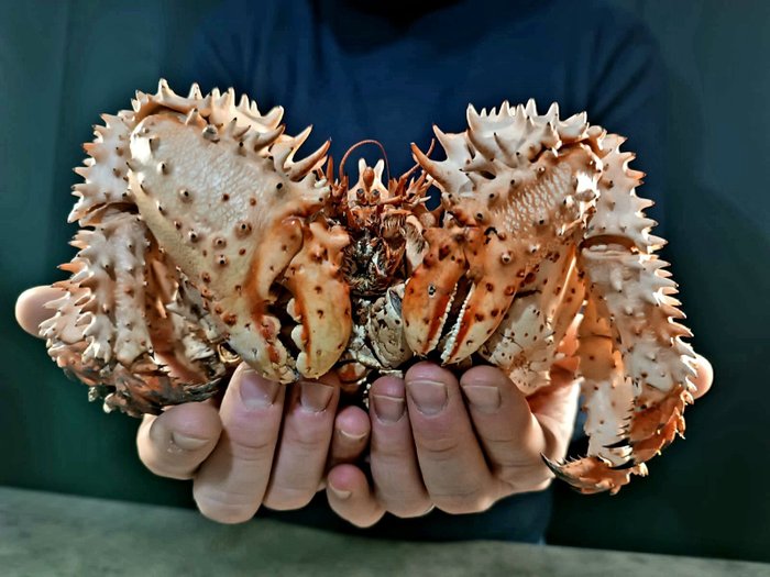 Alaskan Spiny Crab - Allestimento tassidermico a corpo intero - Paralithodes camtschatica - 8 cm - 21 cm - 13 cm - Specie non CITES - 1