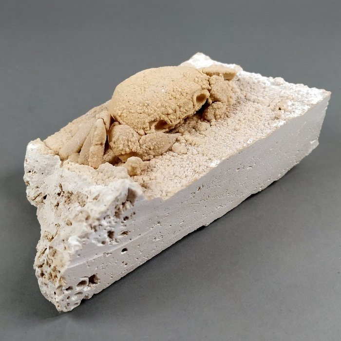 Levantinsk ferskvandskrabbe - Fossilt skelet - Potamon Potamios - 13.8 cm - 8 cm
