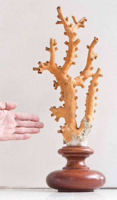 橙色珊瑚 动物标本剥制全身支架 - Dendrophyllia ramea - 52 cm - 0 cm - 0 cm - CITES附录II - 欧盟附件B