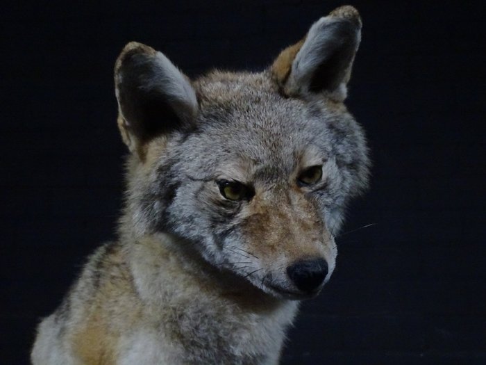 North American Coyote - Taxidermie volledige montage - Canis latrans - 115 cm - 25 cm - 65 cm - non-CITES species