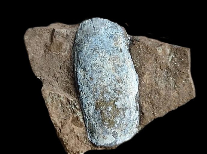 Pteraspis - Kivettynyt eläin - True jawless fish fossil - 98 mm - 63 mm