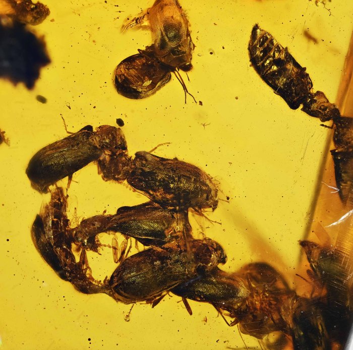 Birmese Amber - Zeldzame gedetailleerde zwerm kevers - Fossiele cabochon - Coleoptera
