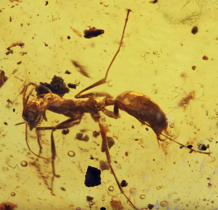 緬甸琥珀 - 圓形寶石化石 - Detailed Extinct Large Ant with stinger