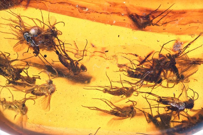 缅甸琥珀 - 光滑化石 - Large Swarm of Gnats