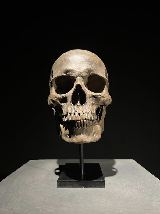 Statue, Replica Human skull on a custom stand - Museum Quality - Brown Colour - Resin - 26 cm - Harpiks - 2024