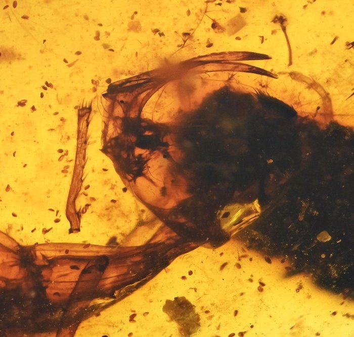 緬甸琥珀 - 圓形寶石化石 - RARE Haidomyrmex (Hell Ant)