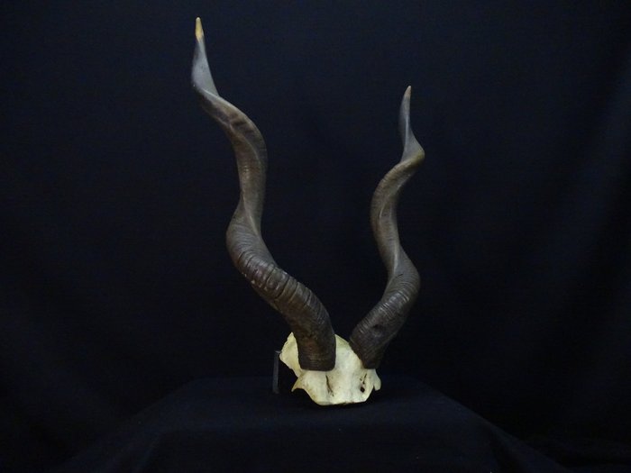 有角的小捻角羚黃蓋帽 頭骨 - Tragelaphus imberbis - 51 cm - 15 cm - 38 cm- non-CITES species