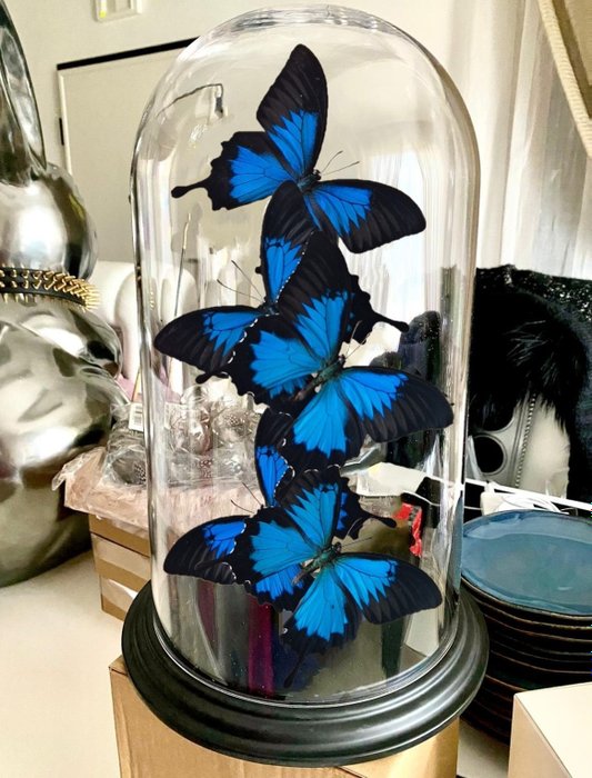 Vere farfalle sotto la grande cupola in edizione limitata Allestimento tassidermico a corpo intero - Papilio ulysses - 42 cm - 24 cm - 24 cm - Specie non CITES