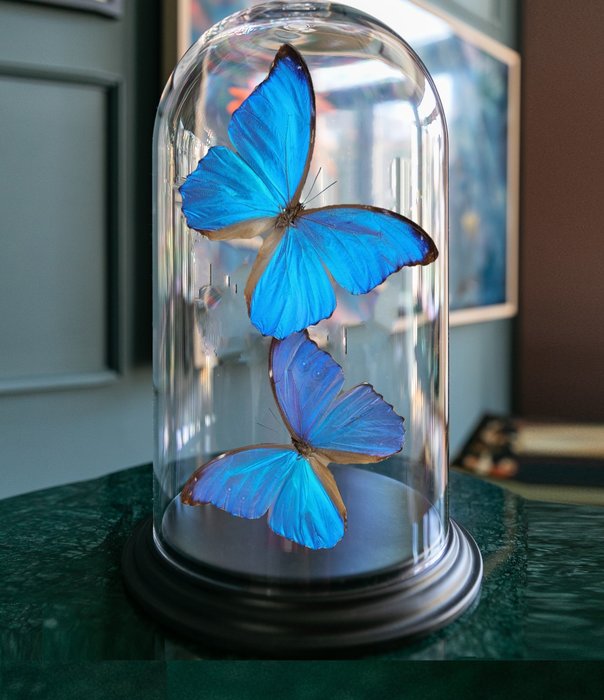 Butterfly Dome cu fluturi albaștri Taxidermie montură corp întreg - Morpho Didius - 32 cm - 20 cm - 20 cm - Speciile Non-CITES