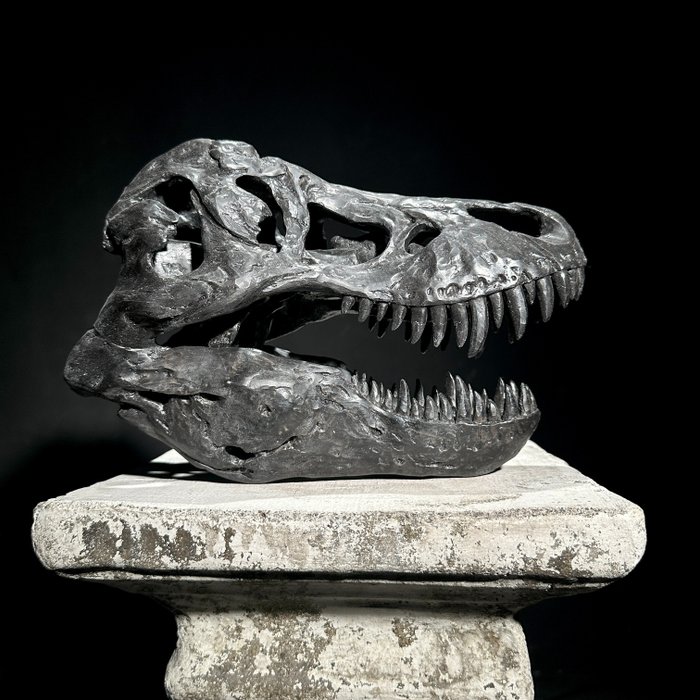 SENZA PREZZO DI RISERVA - Una replica del teschio di dinosauro - Qualità museale - Colore nero - Supporto replica tassidermia - Tyrannosaurus Rex - 18 cm - 13 cm - 27 cm - 1