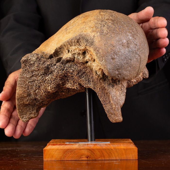 mammut - Fossilt lårben - Mammuthus primigenius - 26.5 cm - 26 cm