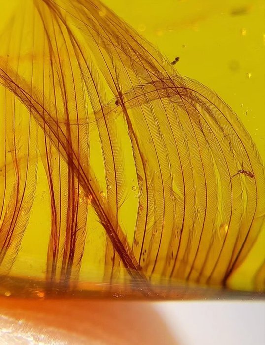 透明琥珀中的恐龙羽毛 - 琥珀 - 30 mm - 15 mm