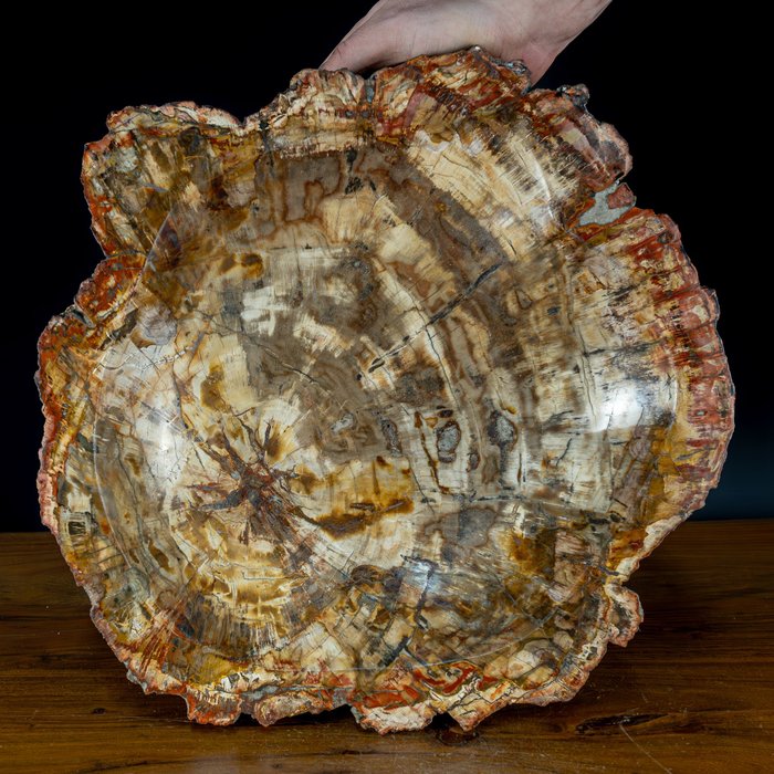 Natural Hand Polished Bowl of Petrified Wood Growing through with quartz crystals- 13128.52 g