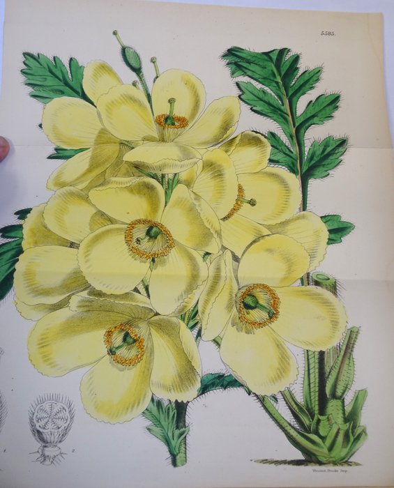 Joseph Dalton Hooker – Curtis’s Botanical Magazine, comprising the Plants of the Royal Gardens of Kew,  vol. 92 (ou vol. 22 – 1866