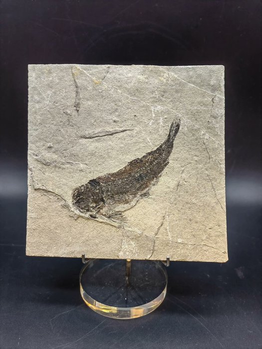 Fossil - Tierfossil - Lycoptera muroii - 13 cm - 12 cm  (Ohne Mindestpreis)
