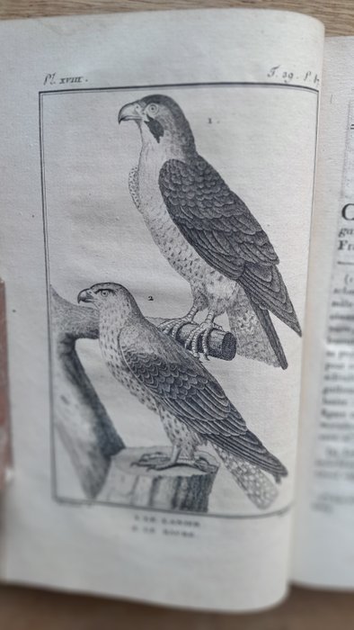 Buffon / Sonnini - Histoire naturelle, générale et particulière. Tome 39 : Les oiseaux - 1800