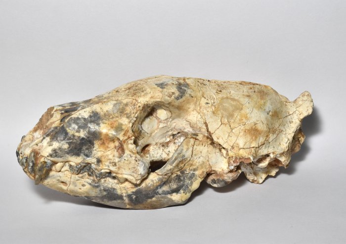 Fosilă - Craniu - Rare skull fossil Ictitherium Wagner - 18×5×8 cm