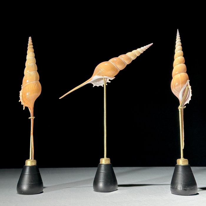 KEIN MINDESTPREIS - Aufwendiges Set aus 3 Tibia Fusus auf einem Ständer - Seemuschel - Shinbone Tibia Gastropod  (Ohne Mindestpreis)