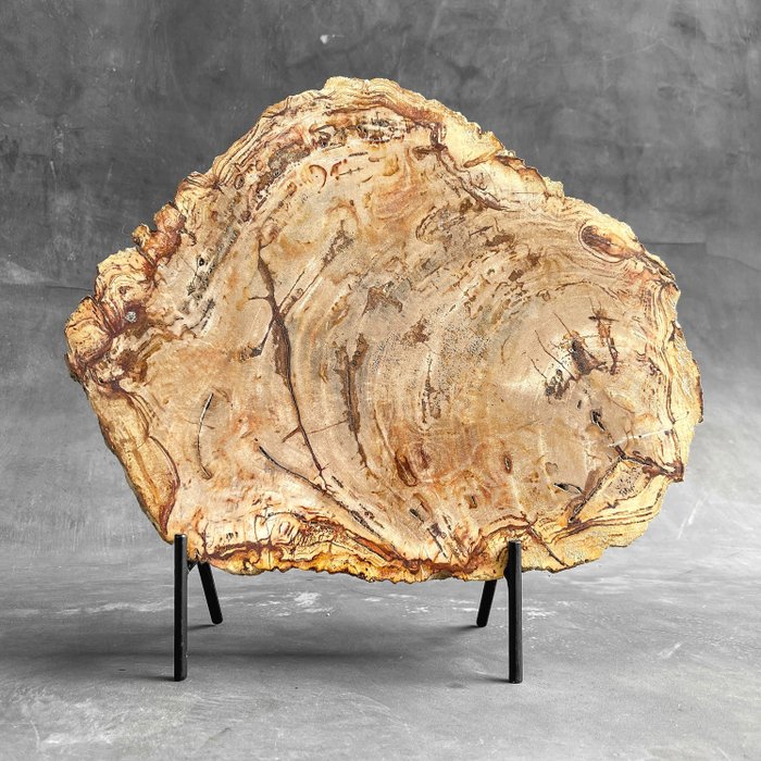 無底價- C - 訂製支架上精美的石化木片- 化石木材- Petrified Wood