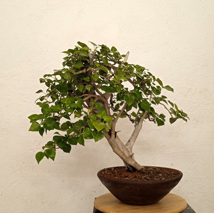 Ivy - Height (Tree): 52 cm - Depth (Tree): 40 cm - Spain