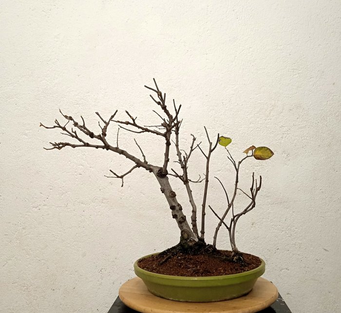 quince tree - Height (Tree): 40 cm - Depth (Tree): 30 cm - Spain