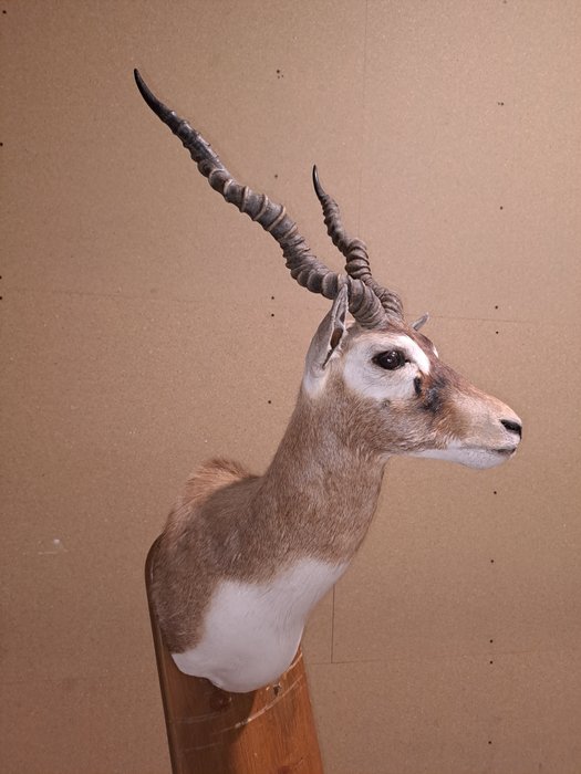黑羚羊，又名印度羚羊 - 標本牆壁支架 - Antilope cervicapra - 85 cm - 40 cm - 50 cm - 非《瀕臨絕種野生動植物國際貿易公約》物種