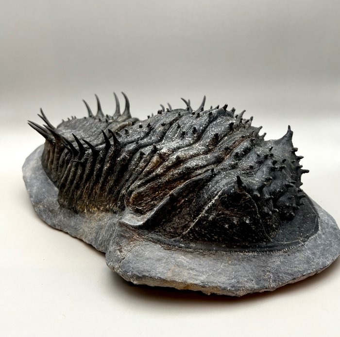 Ausschließlich seltener Trilobit - Fossil-Matrix - Scabrella - 9.6 cm - 29 cm